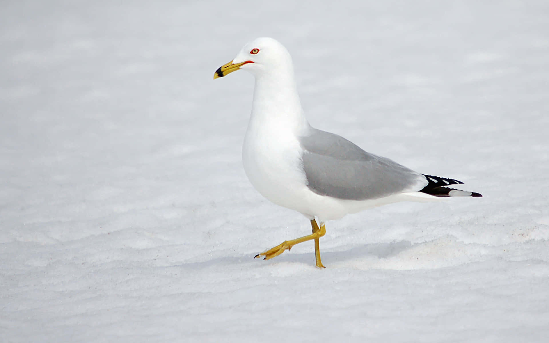 Ringbilled Gullin Snow.jpg Wallpaper