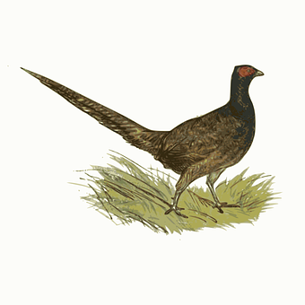 Ringnecked Pheasant Illustration PNG