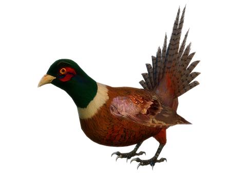 Ringnecked Pheasant Portrait PNG