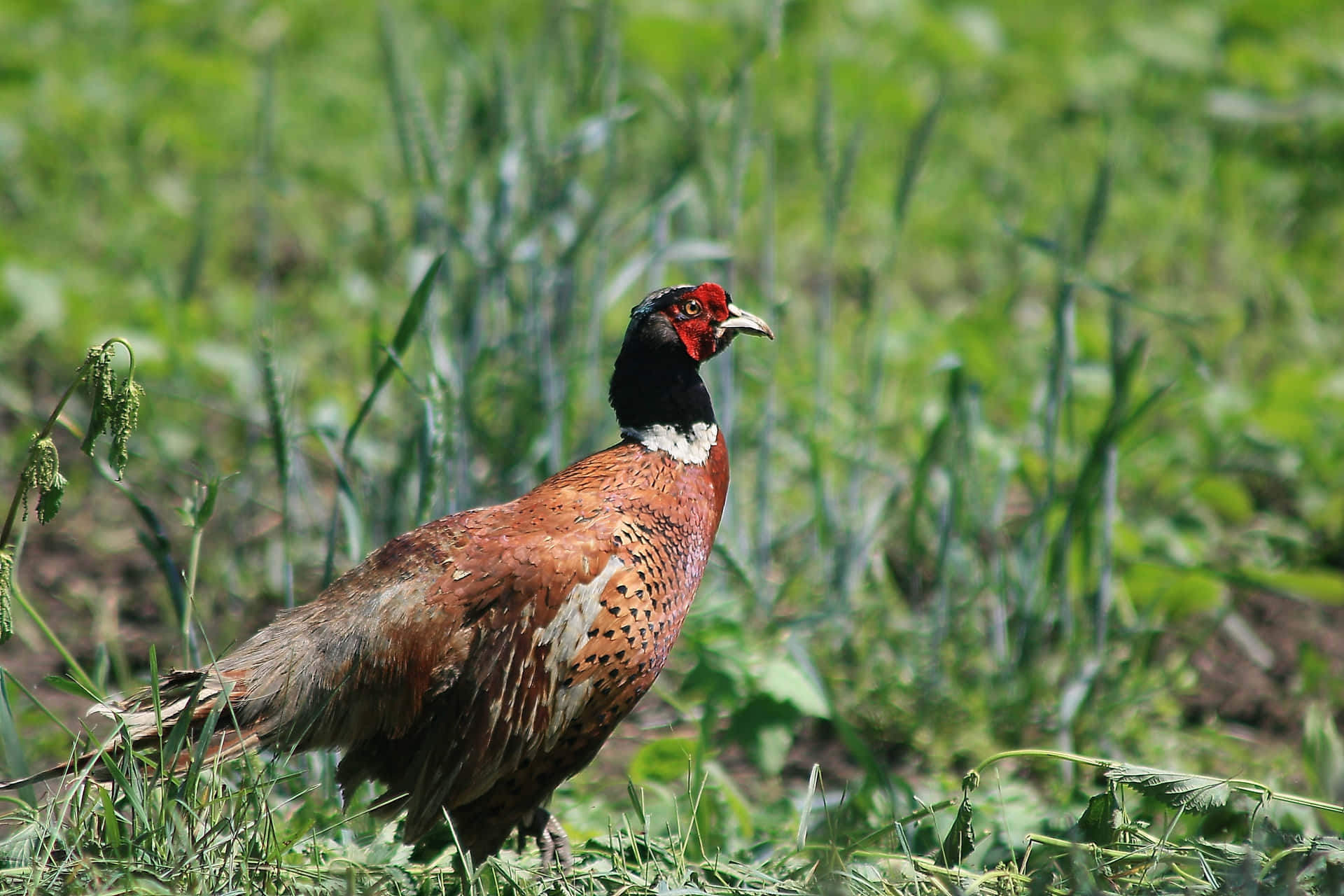 Ringnecked Pheasantin Grassland.jpg Wallpaper