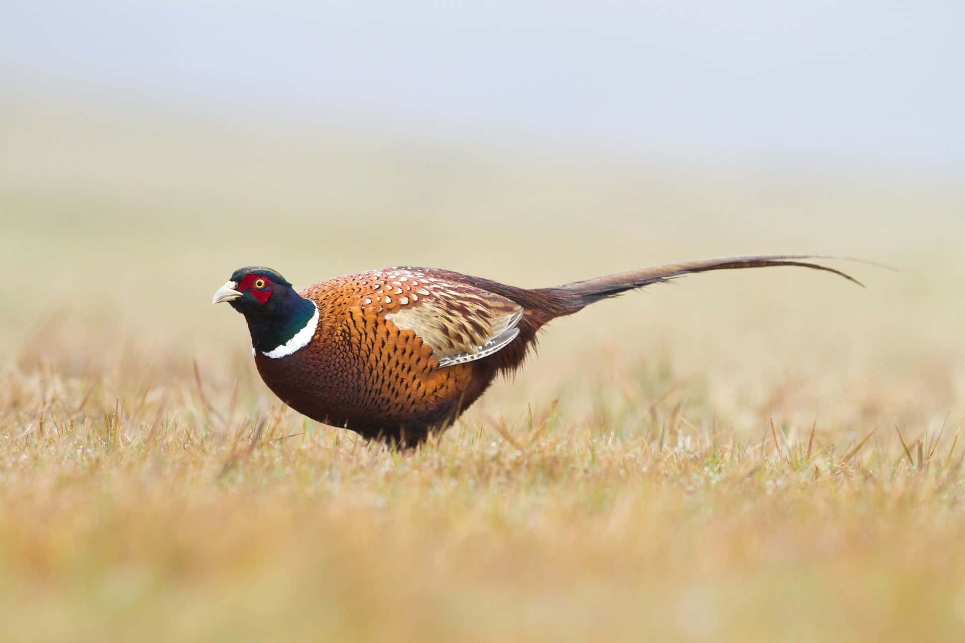 Ringnecked Pheasantin Grassland.jpg Wallpaper