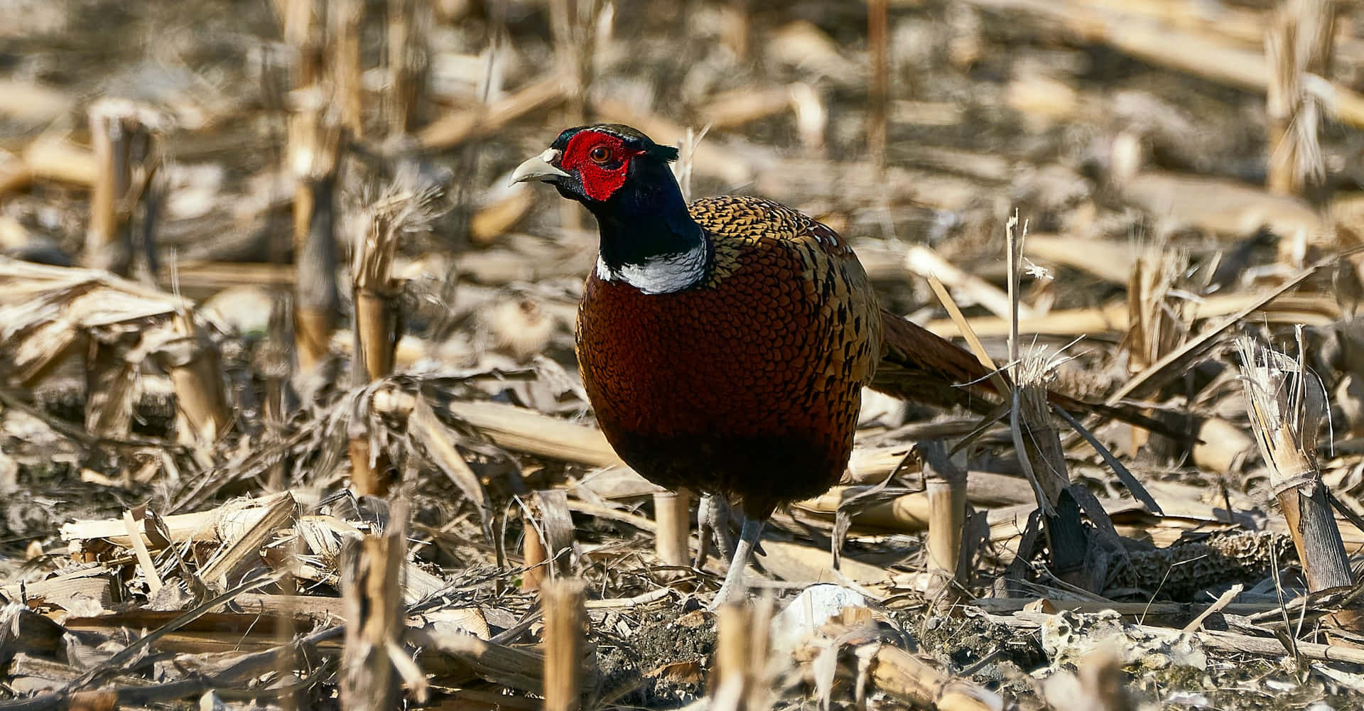 Ringnecked Pheasantin Habitat.jpg Wallpaper