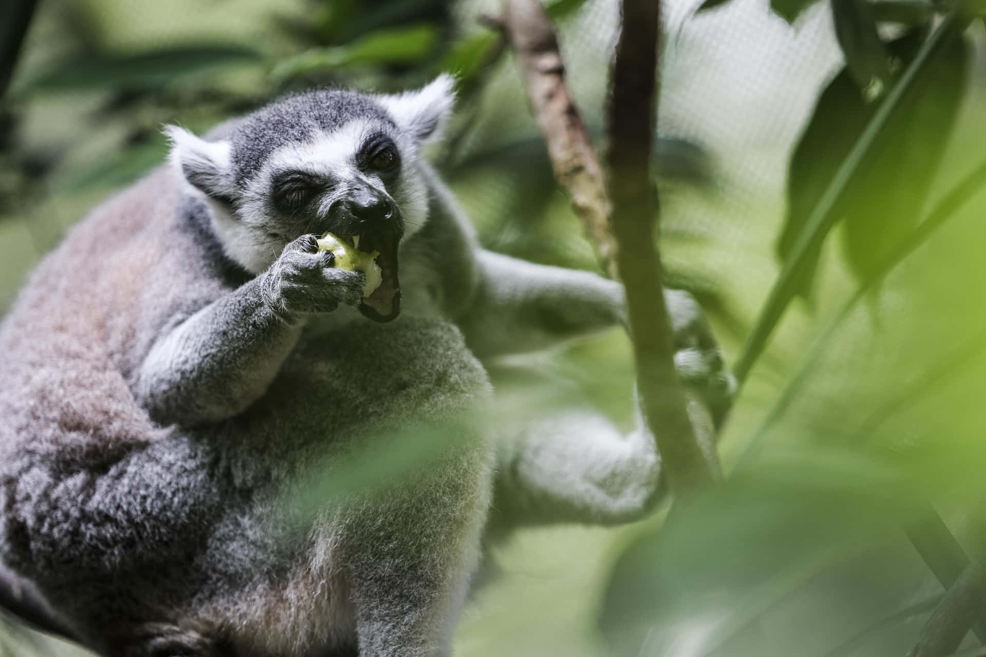 Ringtailed_ Lemur_ Feeding_ Singapore_ Zoo.jpg Wallpaper