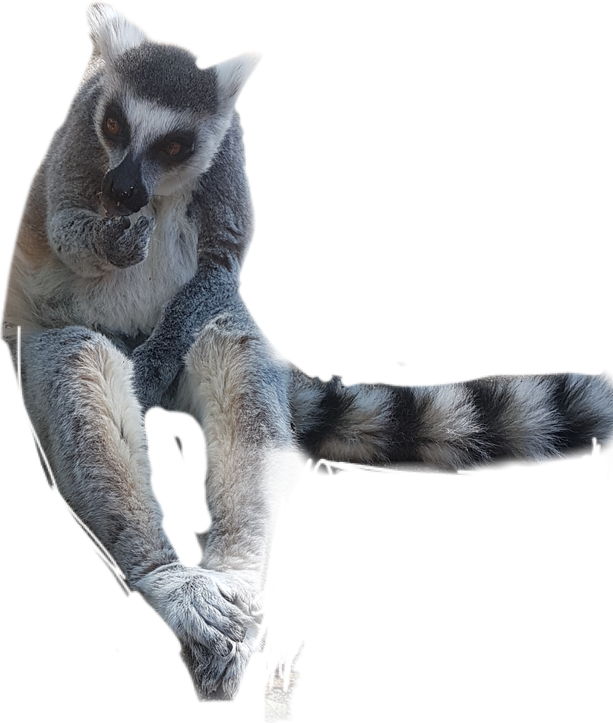 Ringtailed Lemur Perched PNG