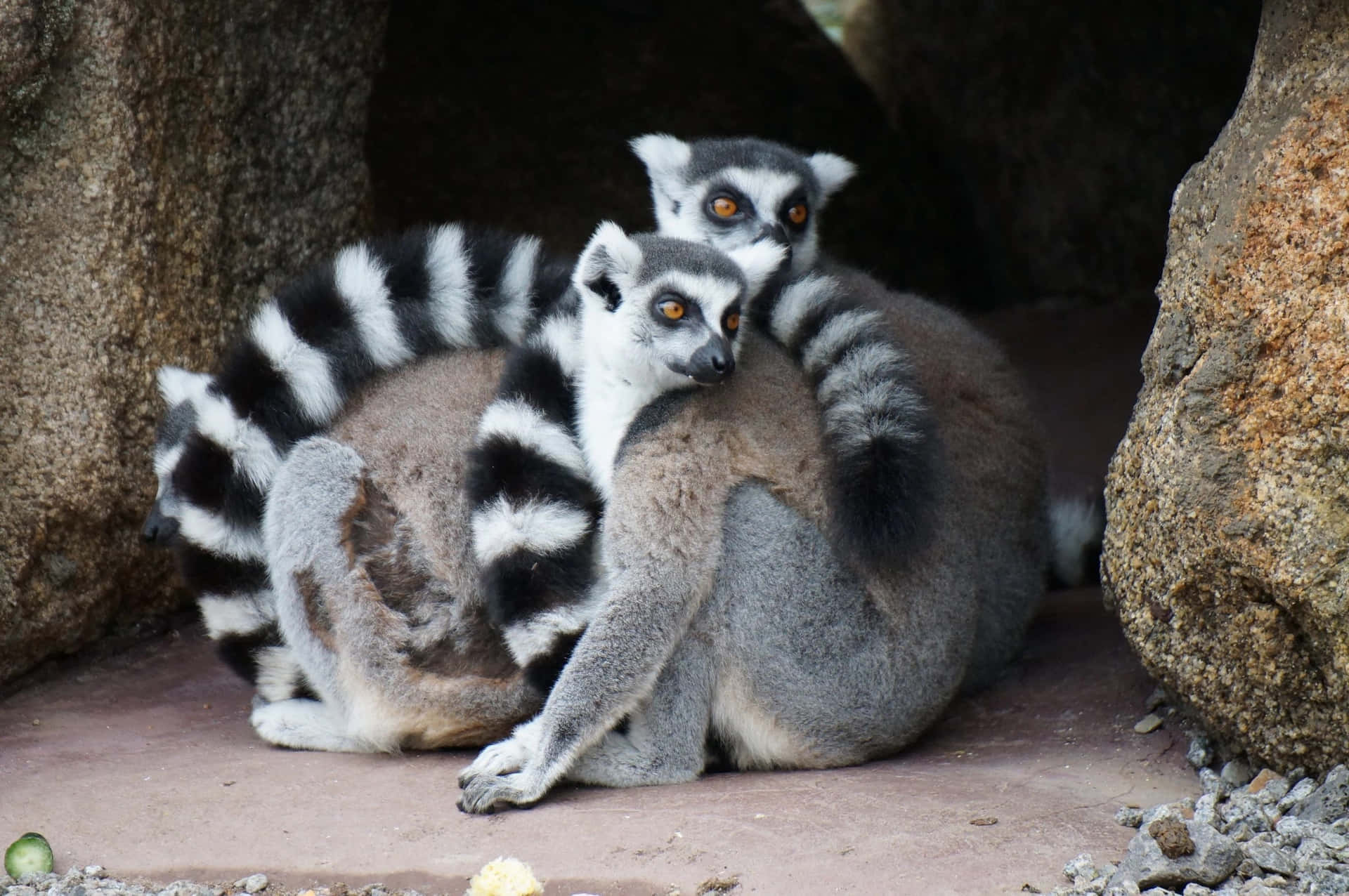 Ringtailed Lemurs Cuddling Melbourne Zoo Wallpaper
