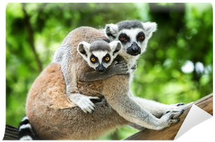 Ringtailed Lemurs Together PNG