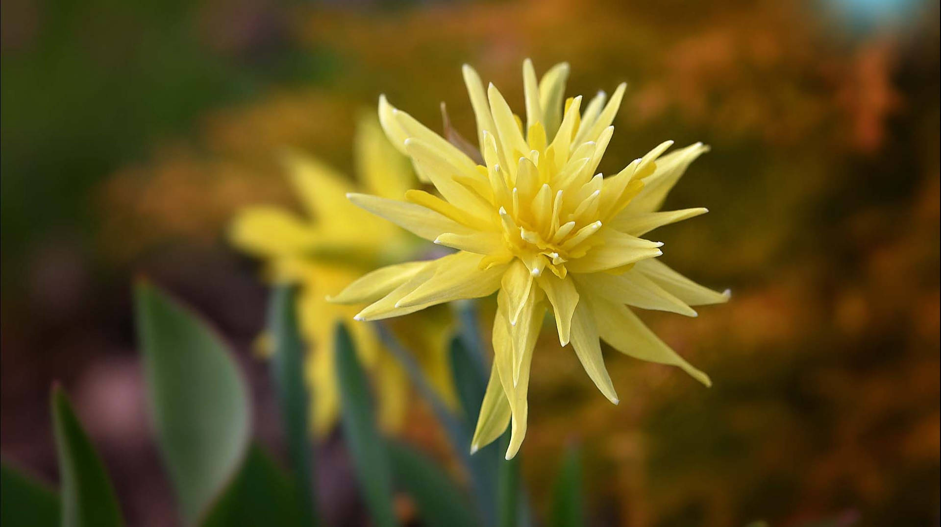 Rip Van Winkle Narcissus Flower