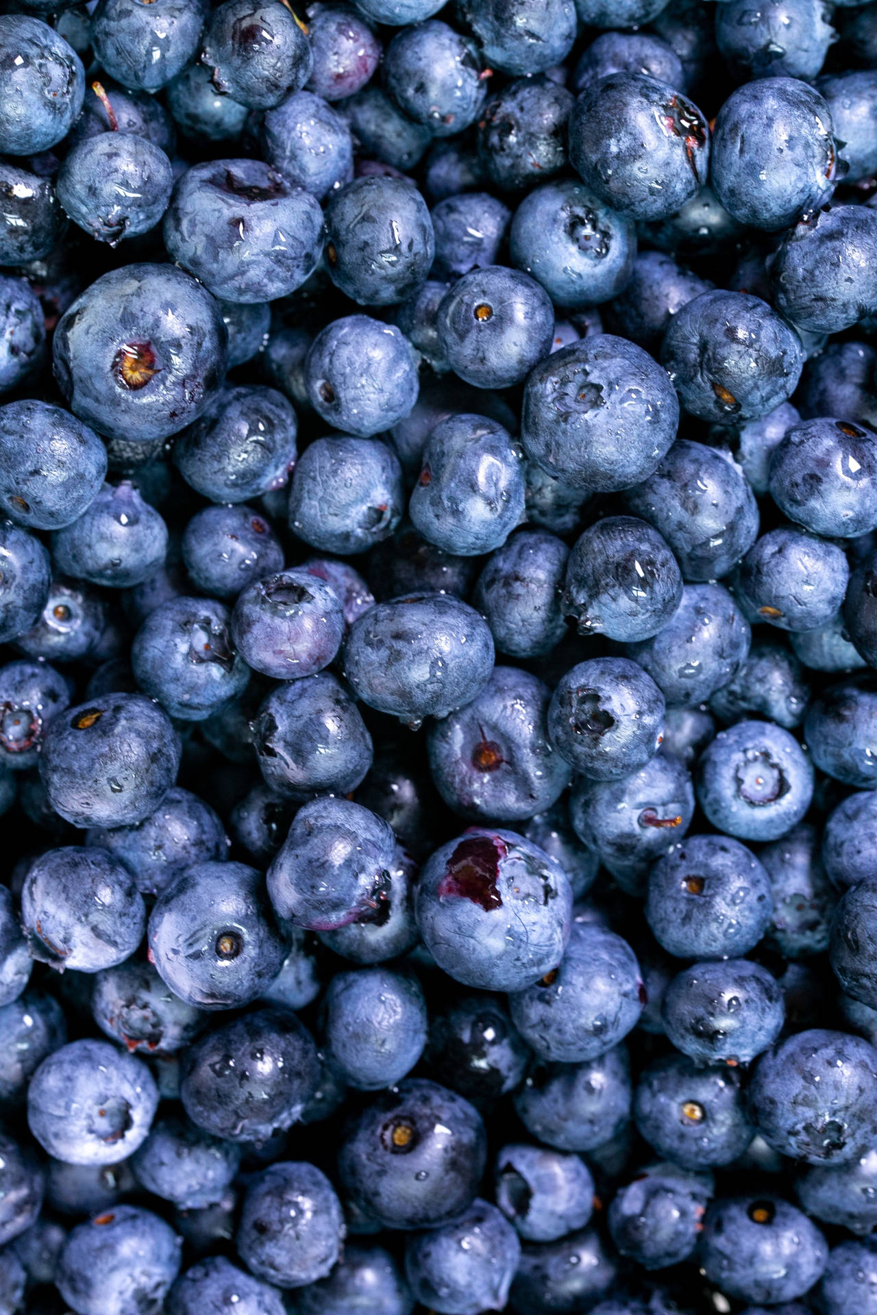 Ripe And Plump Blueberries Wallpaper