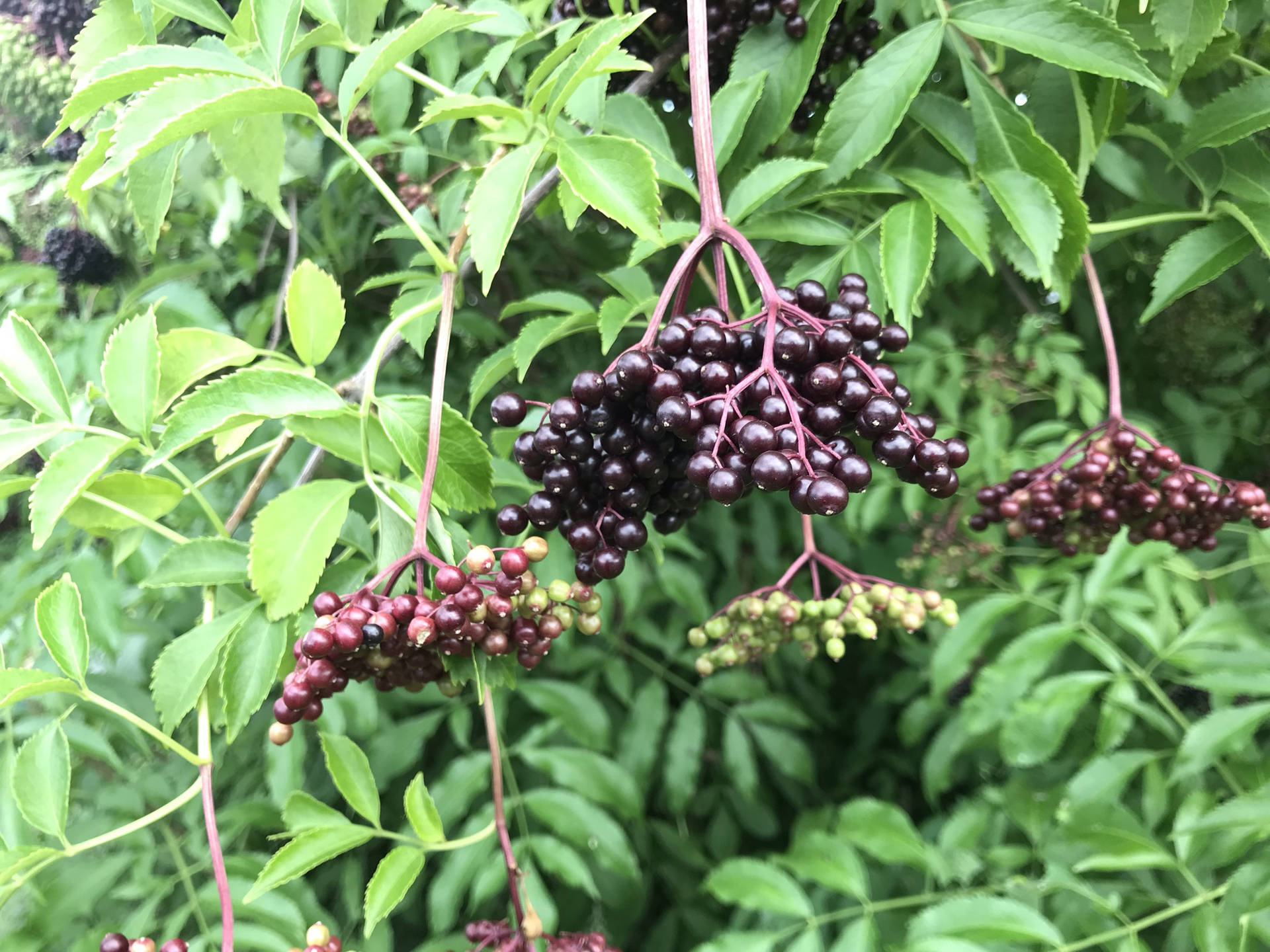 Ripe And Unripe Elderberry Fruits Wallpaper
