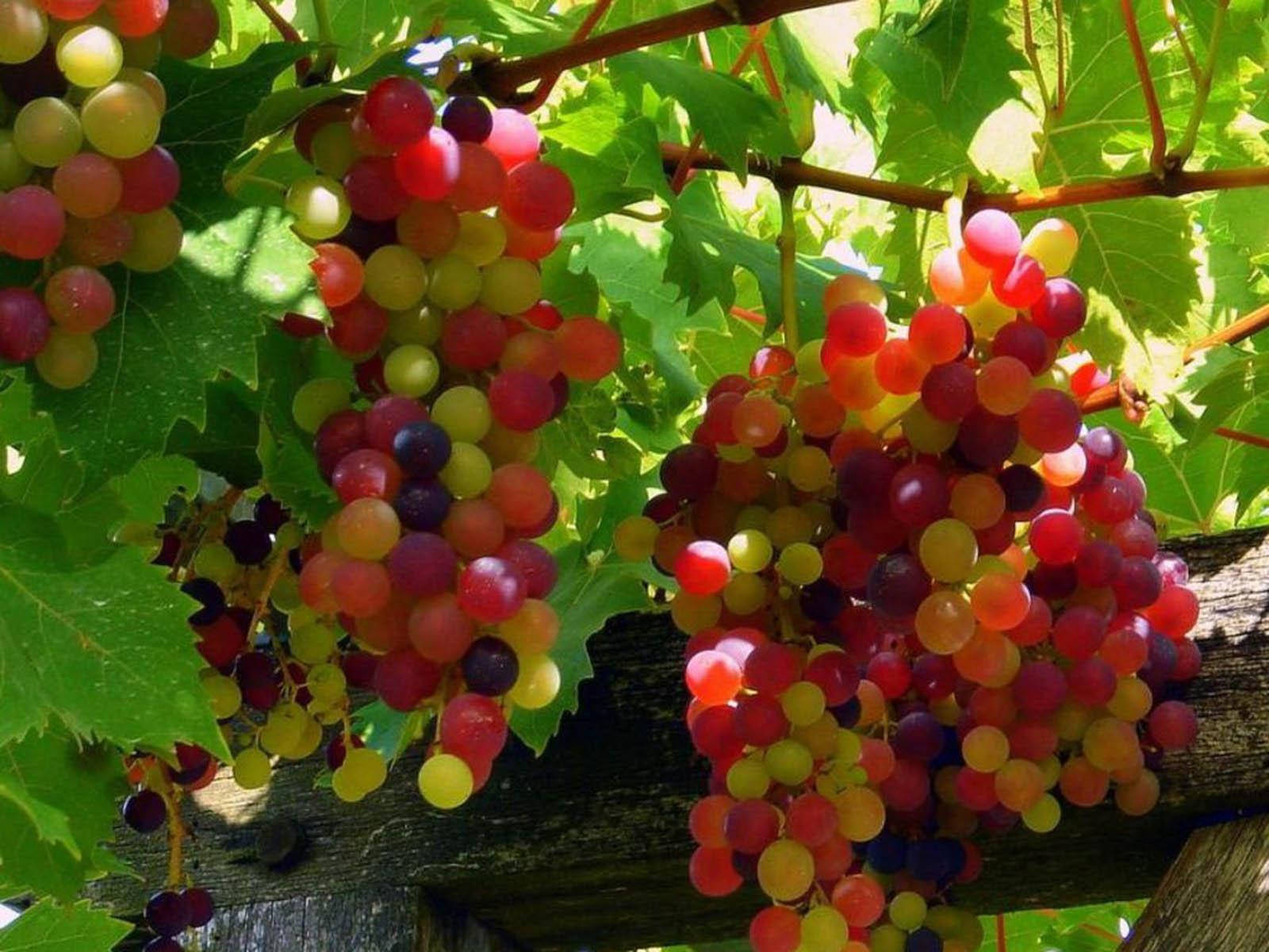 Ripe And Unripe Flame Seedless Red Grapes Wallpaper
