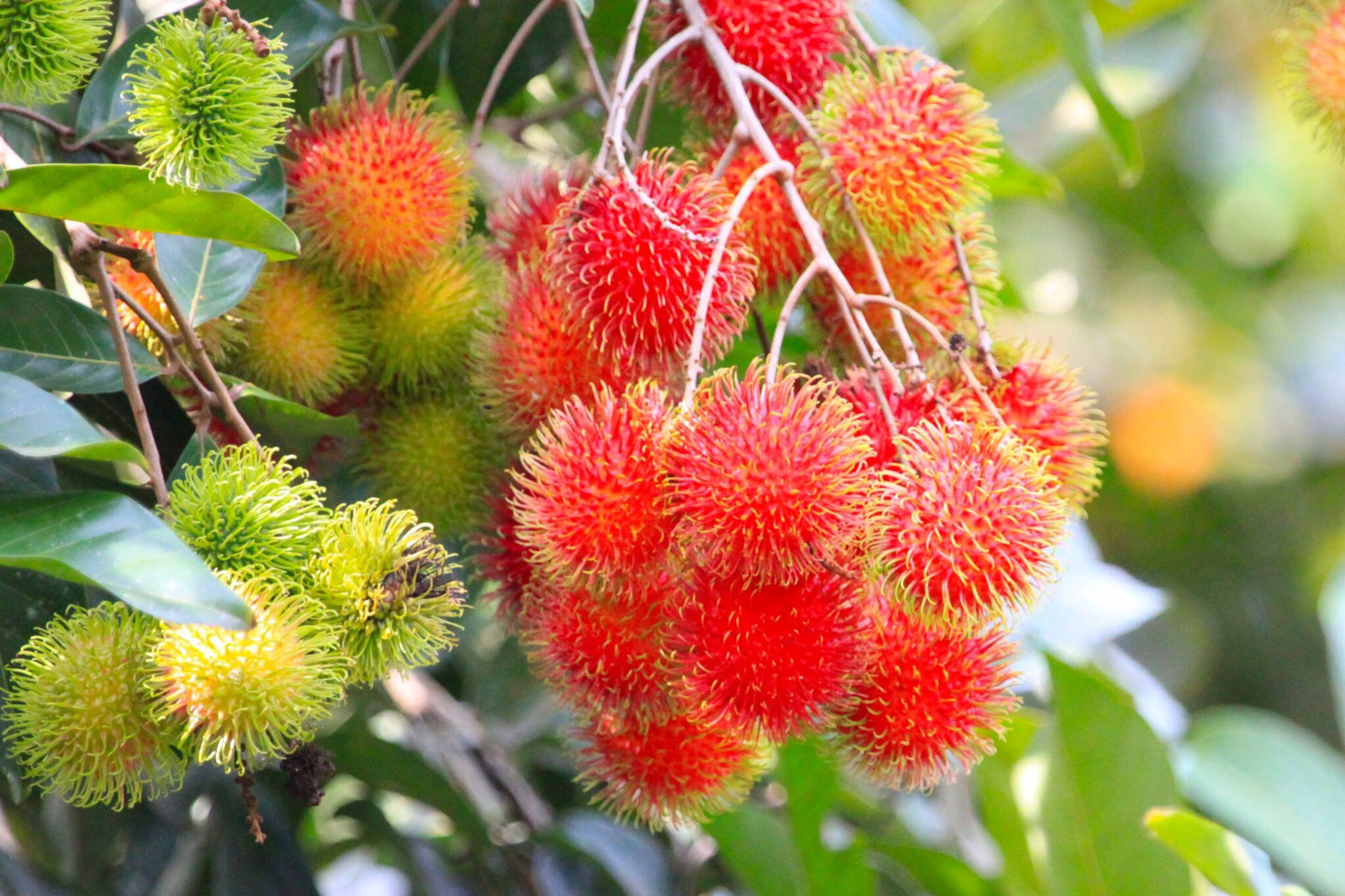 Reifeund Unreife Rambutan-früchte An Einem Baum Wallpaper