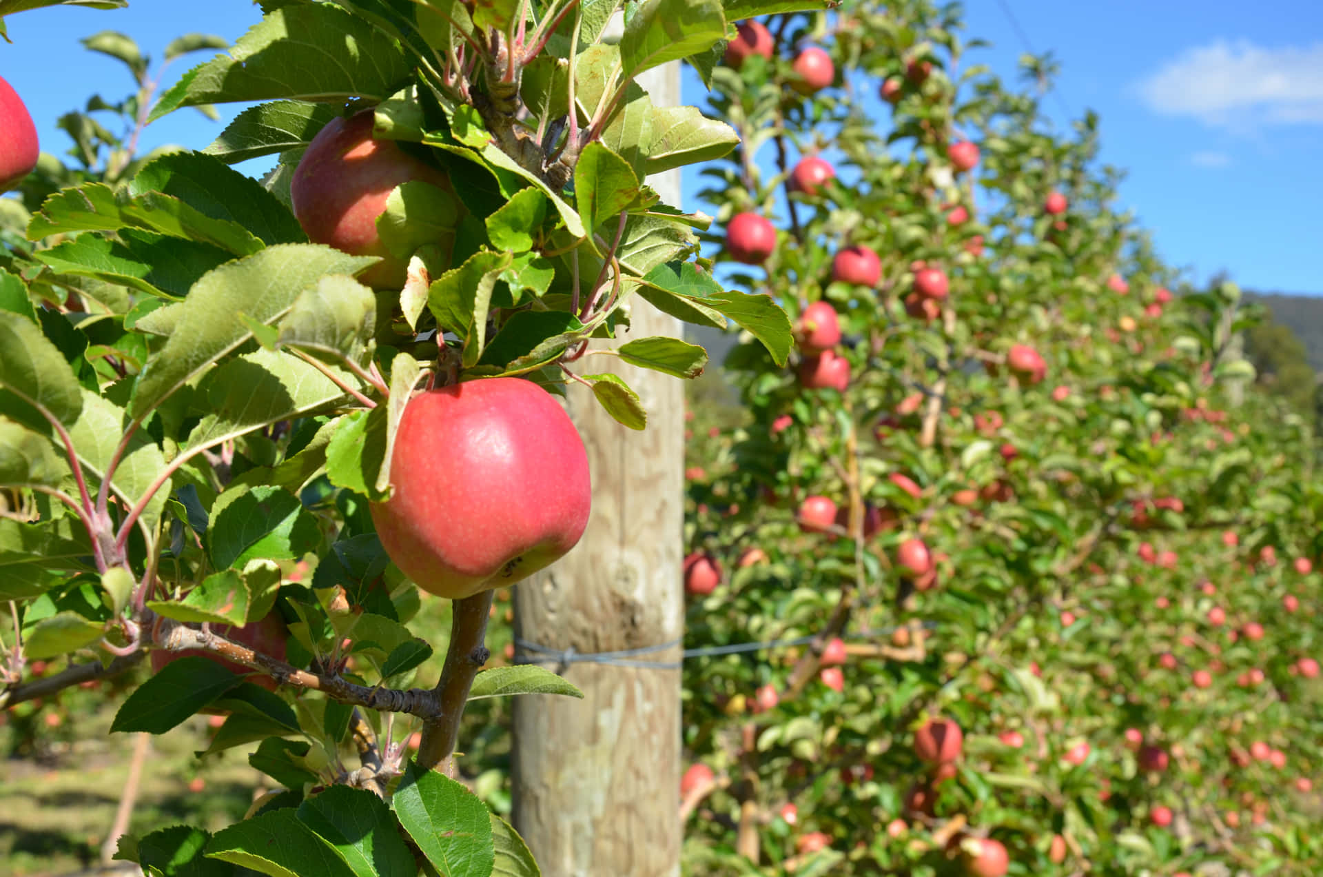 Ripe Apples Orchard Row Wallpaper