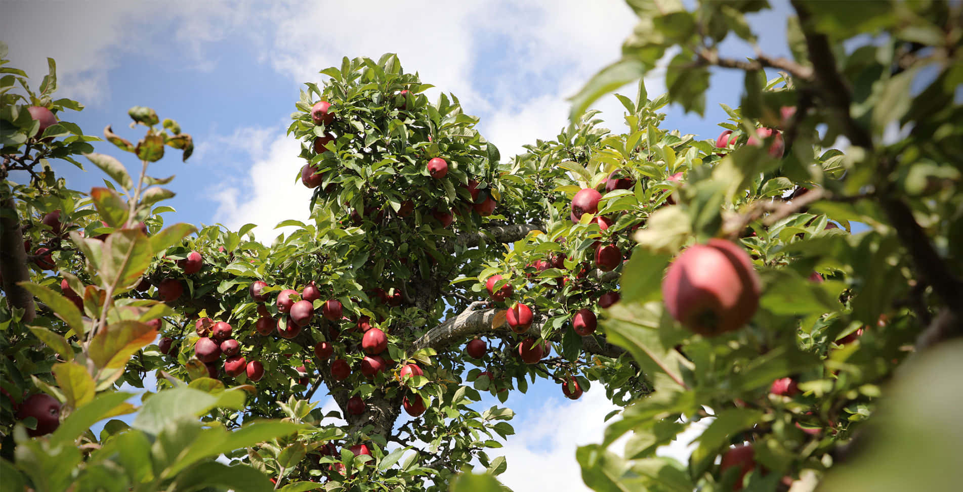 Rijpe Appels Boomgaard Luchtzicht Achtergrond