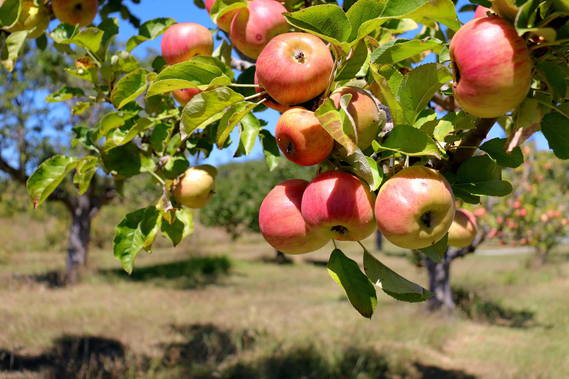Ripe Apples Orchard Sunny Day Wallpaper