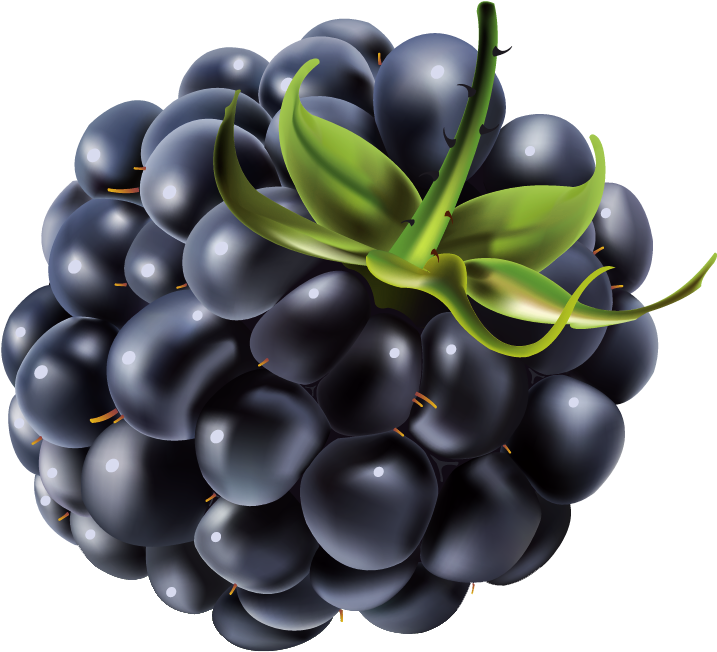 Ripe Blackberry Cluster Illustration PNG