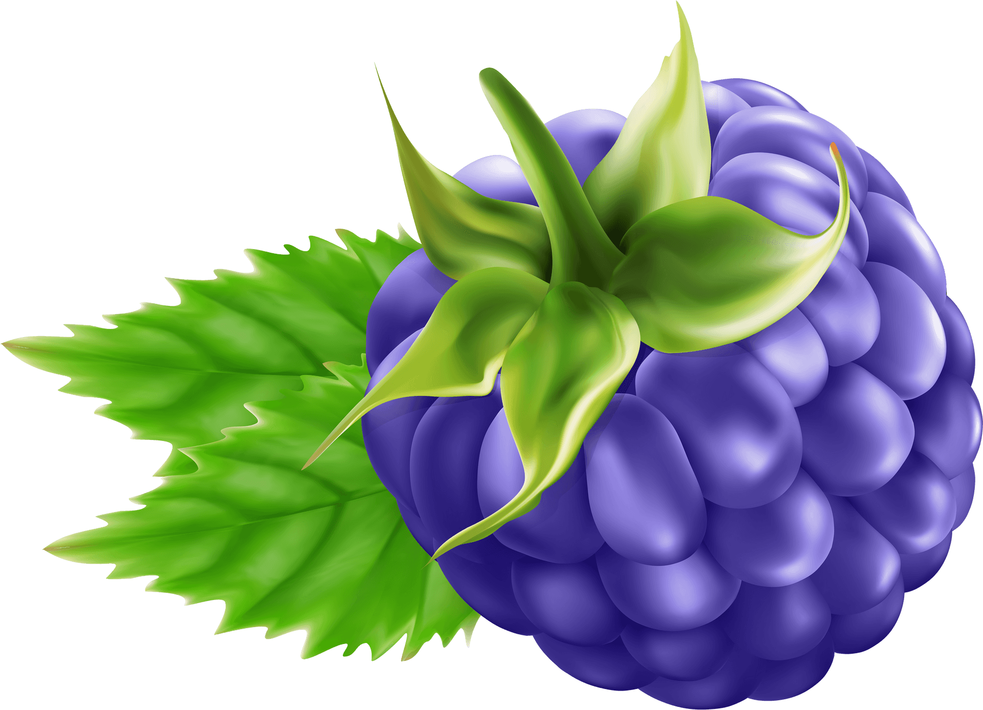 Ripe Blackberry Illustration PNG