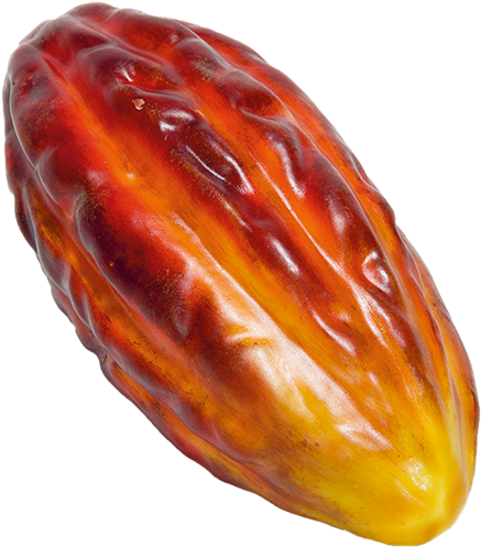 Ripe Cacao Pod Isolated PNG