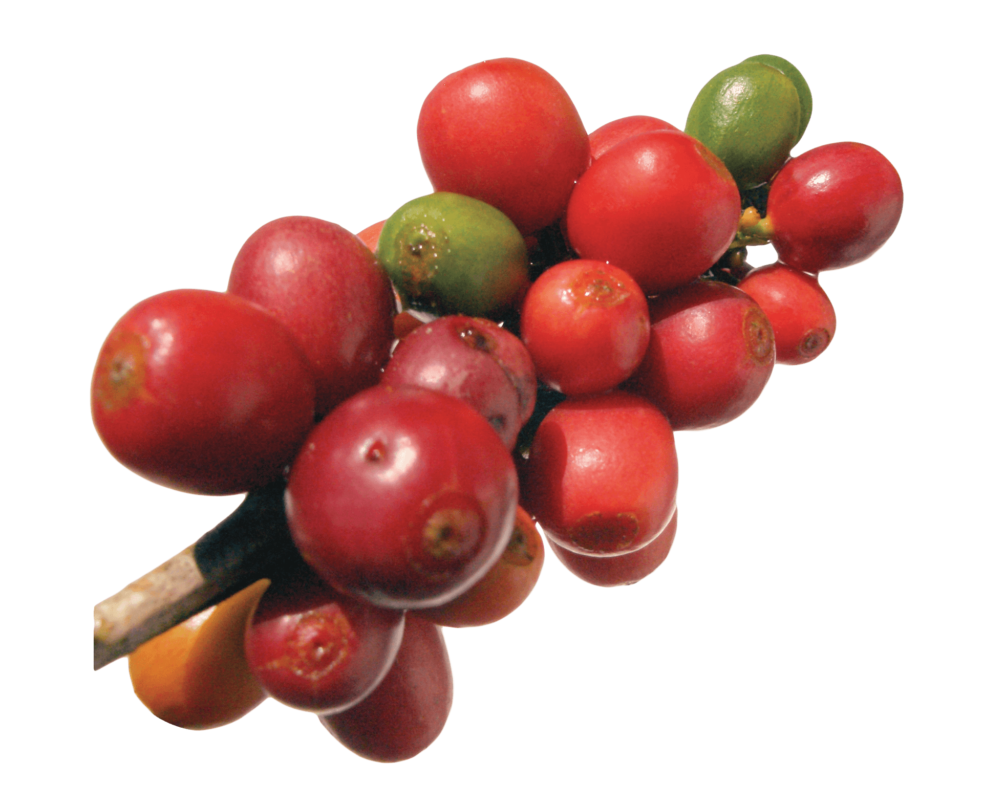 Ripe Coffee Cherries Branch PNG