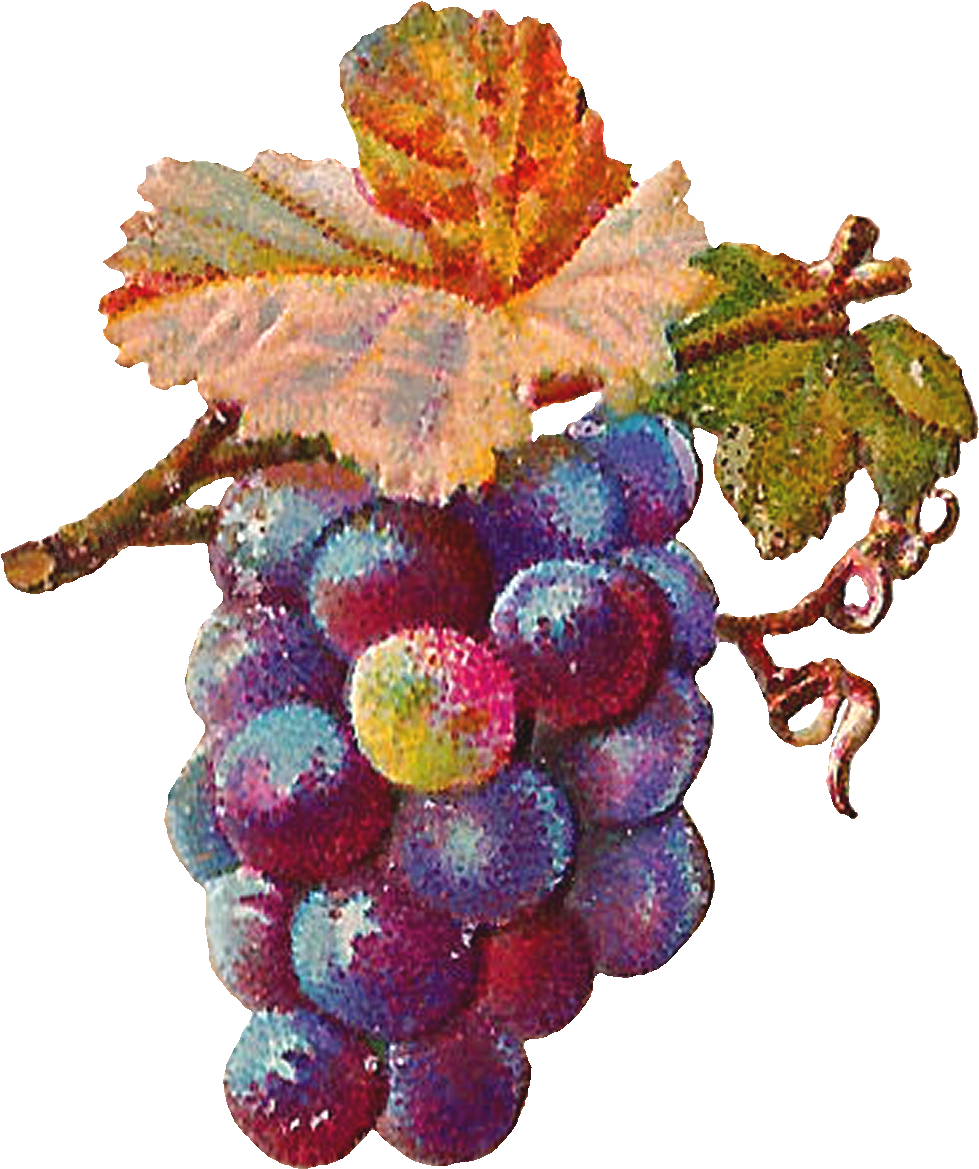 Ripe Grapes Cluster.png PNG