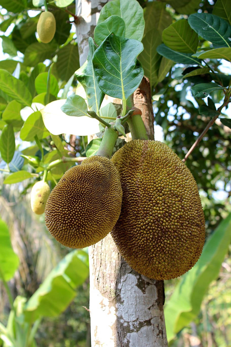 Frutade Jaca Madura En El Árbol. Fondo de pantalla