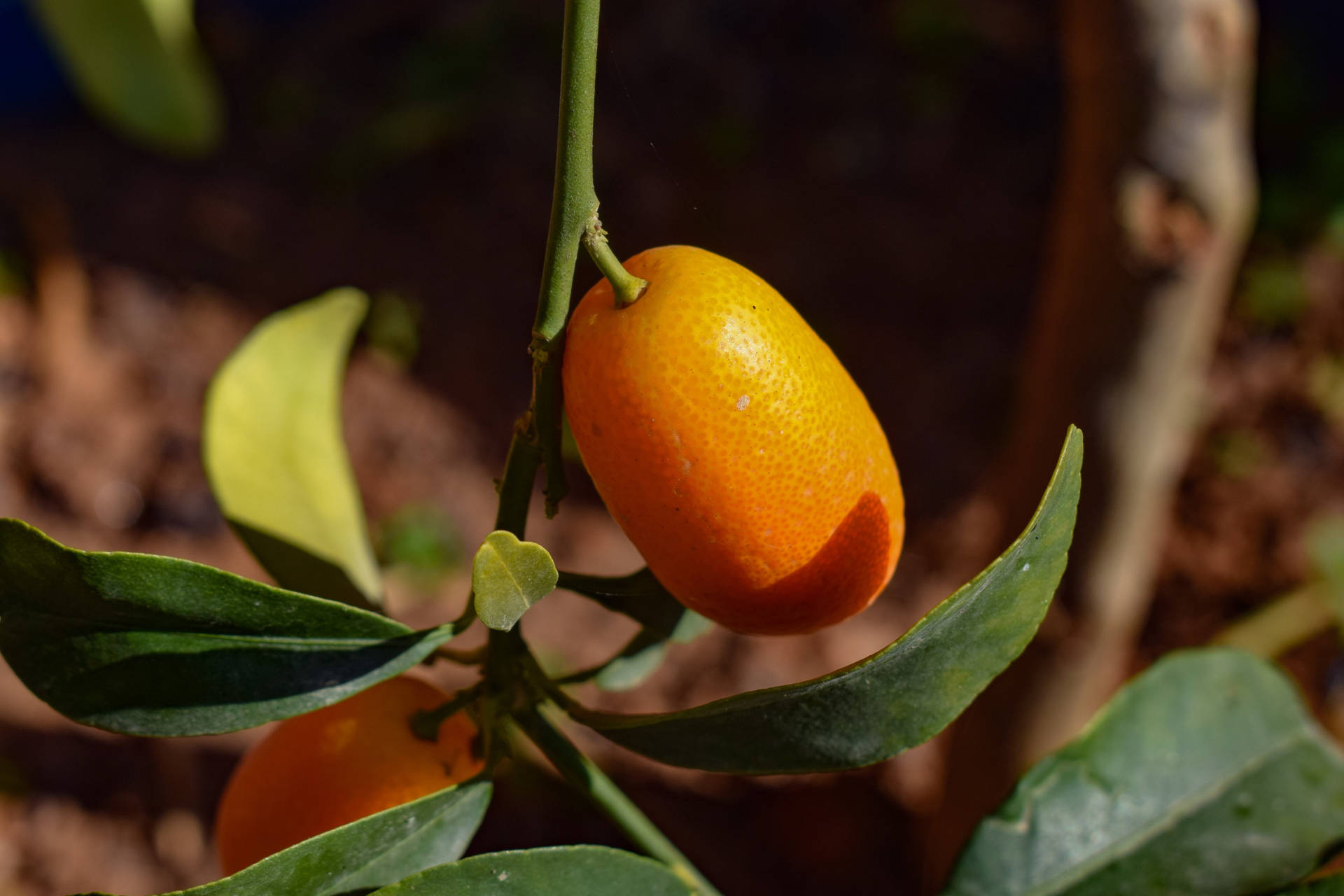 Frutade Kumquat Madura De Cerca. Fondo de pantalla