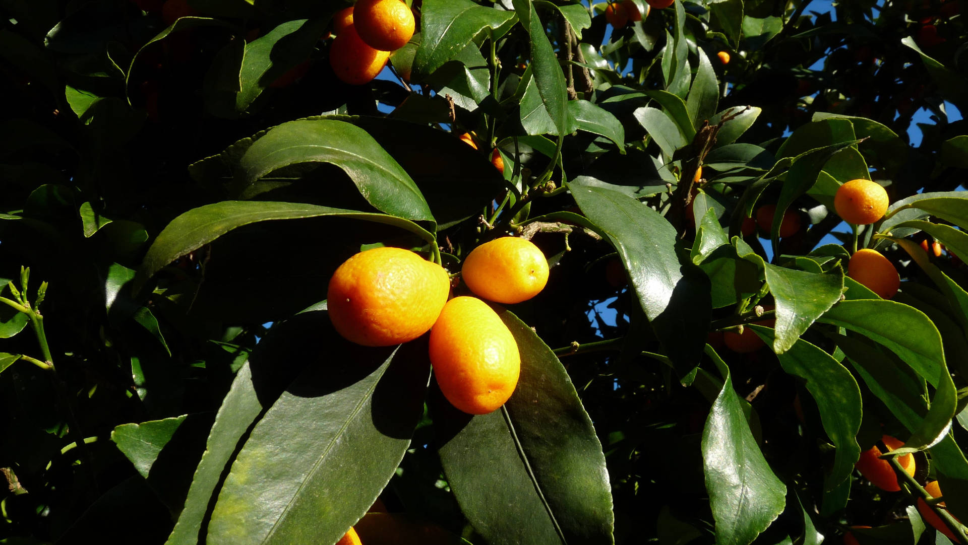 Ripe Kumquat Fruits Tree Close Up Wallpaper
