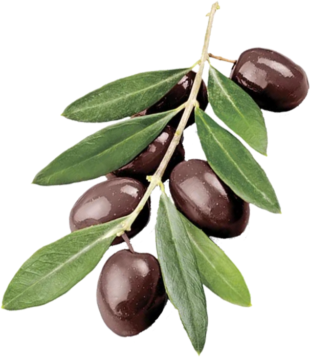 Ripe Oliveson Branch PNG