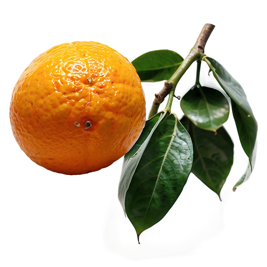 Ripe Orange Fruit Png 05032024 PNG