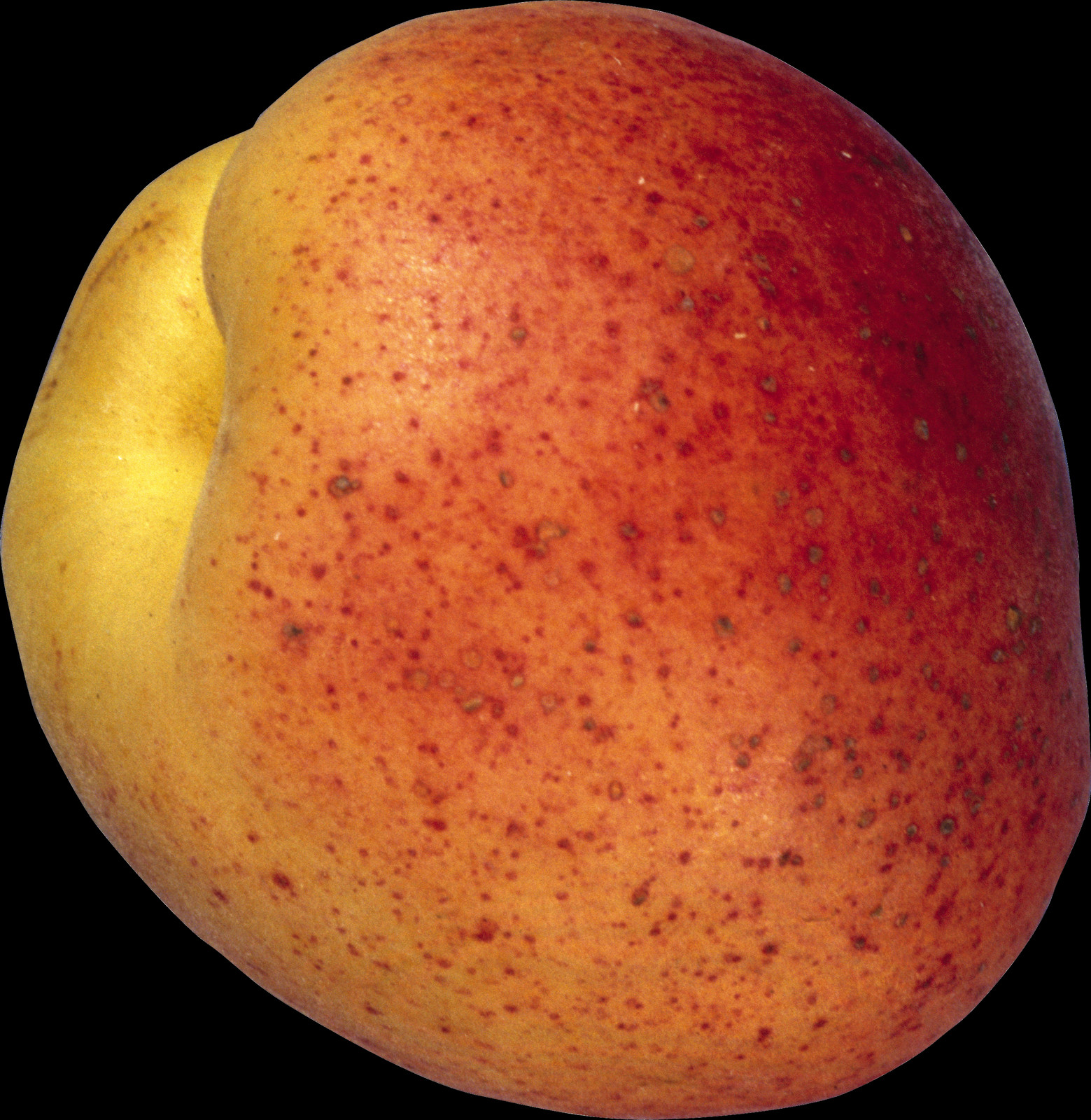 Ripe Peach Closeup PNG