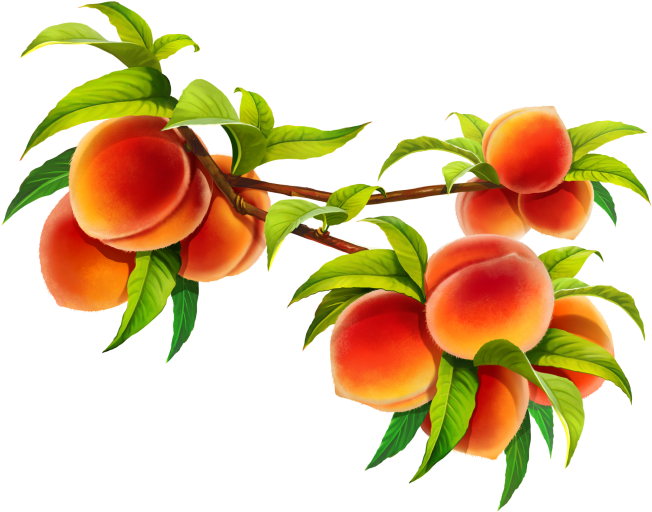 Ripe Peacheson Branch PNG