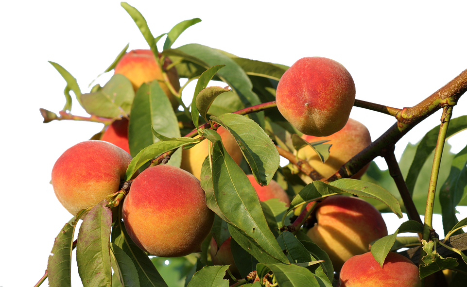 Ripe Peacheson Branch PNG