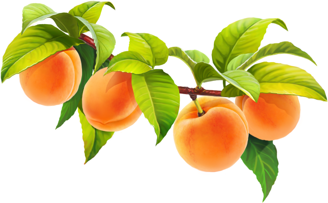 Ripe Peacheson Branch PNG