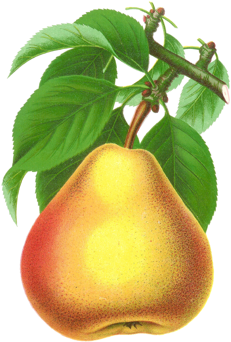 Ripe Pearon Branch Illustration PNG