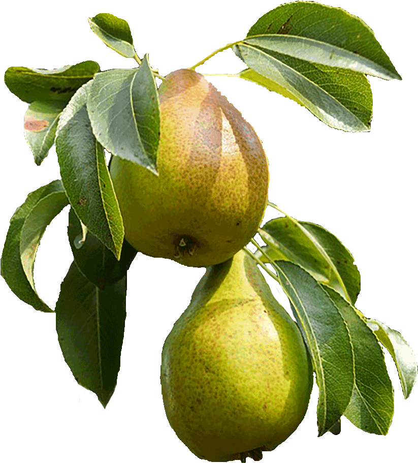 Ripe Pearson Branch PNG