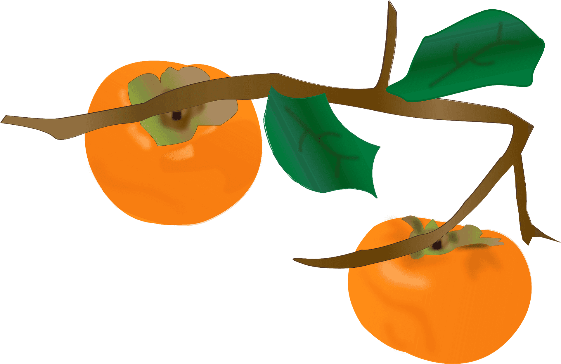 Ripe Persimmonson Branch PNG