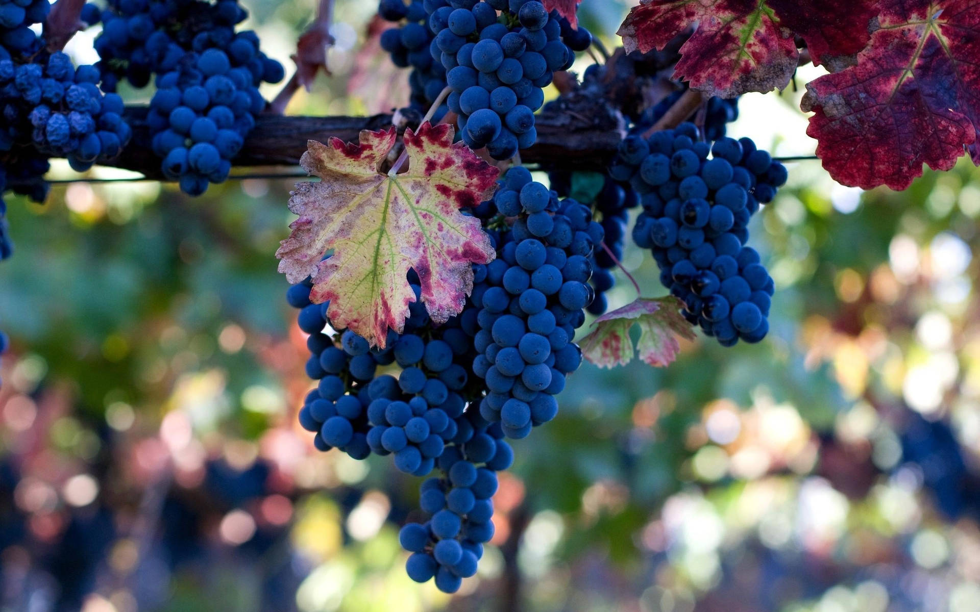 Ripe Pinot Noir wine grapes on the vine Wallpaper