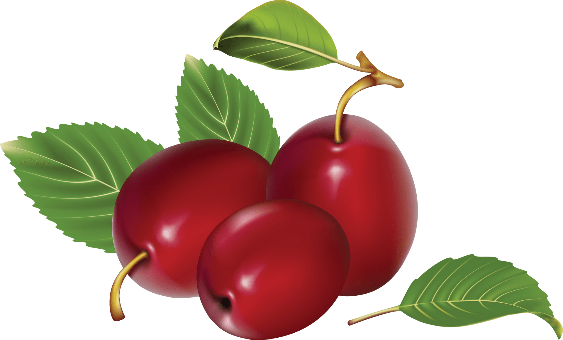 Ripe Plums Illustration PNG