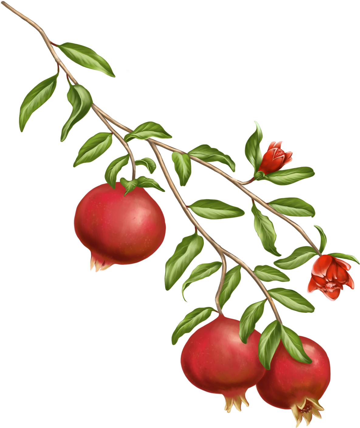 Ripe Pomegranate Branch Illustration PNG