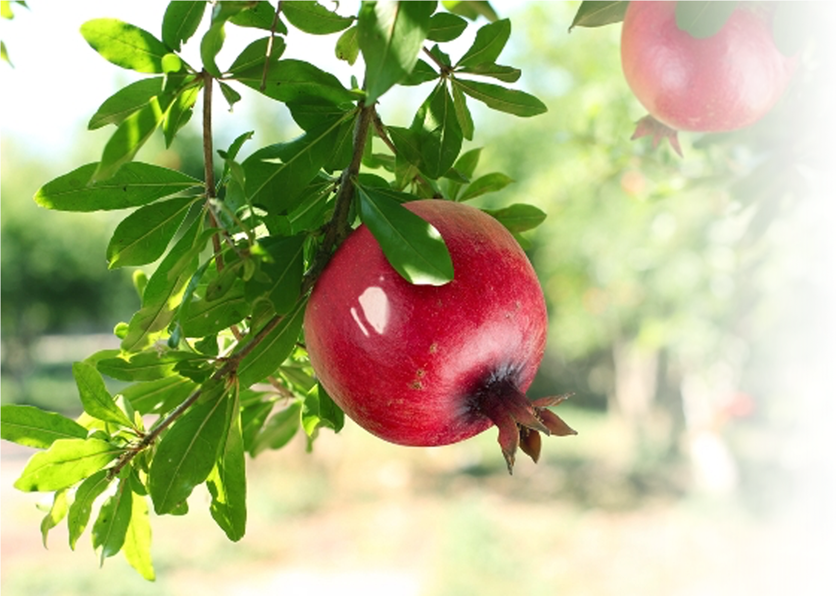 Ripe Pomegranateon Tree.jpg PNG