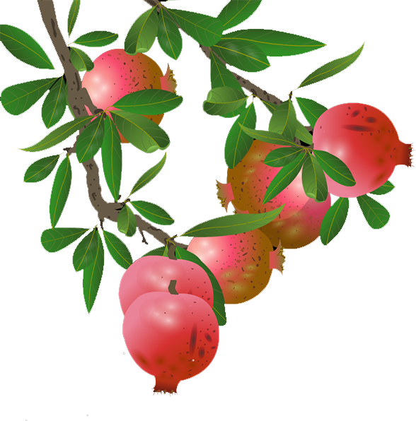 Ripe Pomegranateson Branch PNG