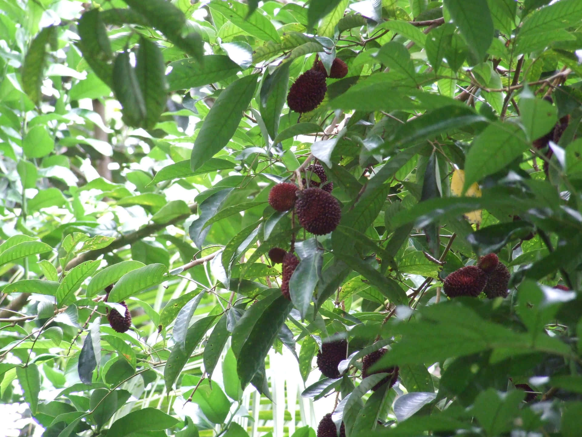 Rå Pulasan frugter på træet Wallpaper