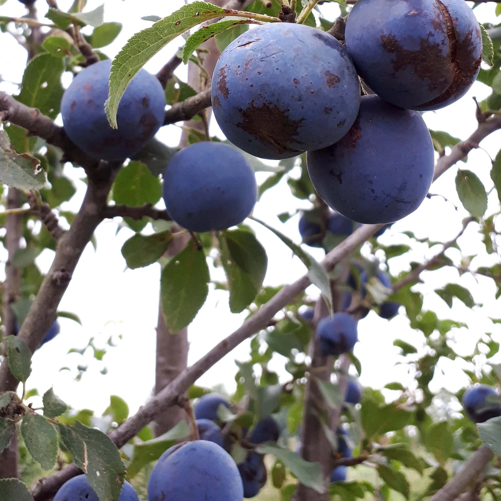 Ripe Purple Damson Plums With Browning Wallpaper