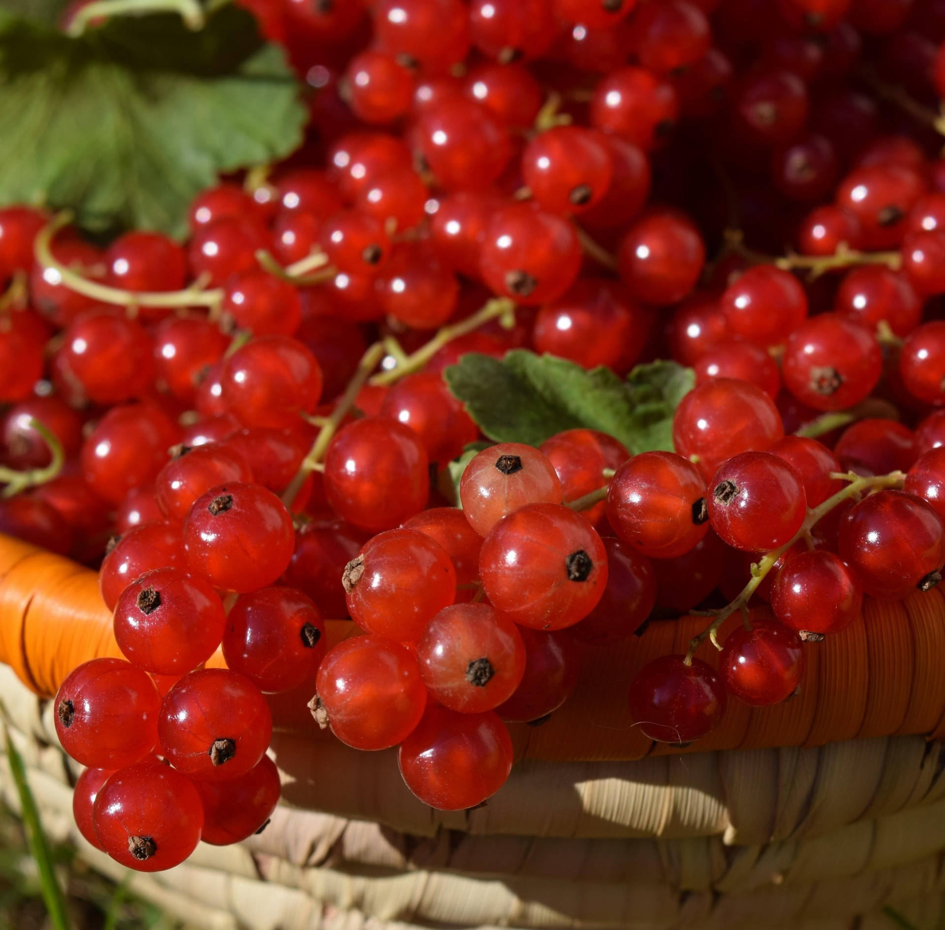 Freshly harvested ripe red currants in a woven basket Wallpaper