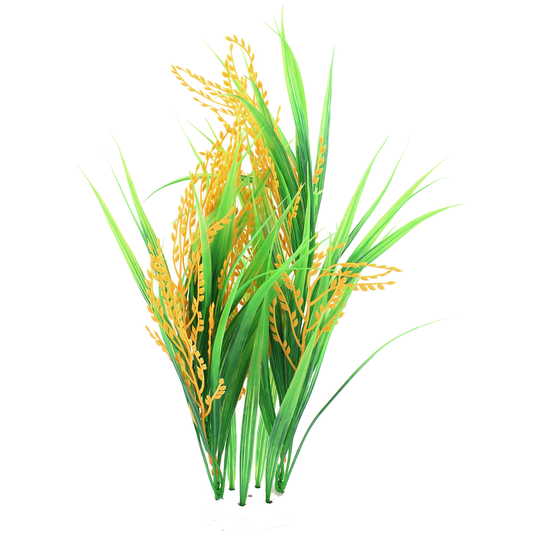 Ripe Rice Plant Illustration PNG