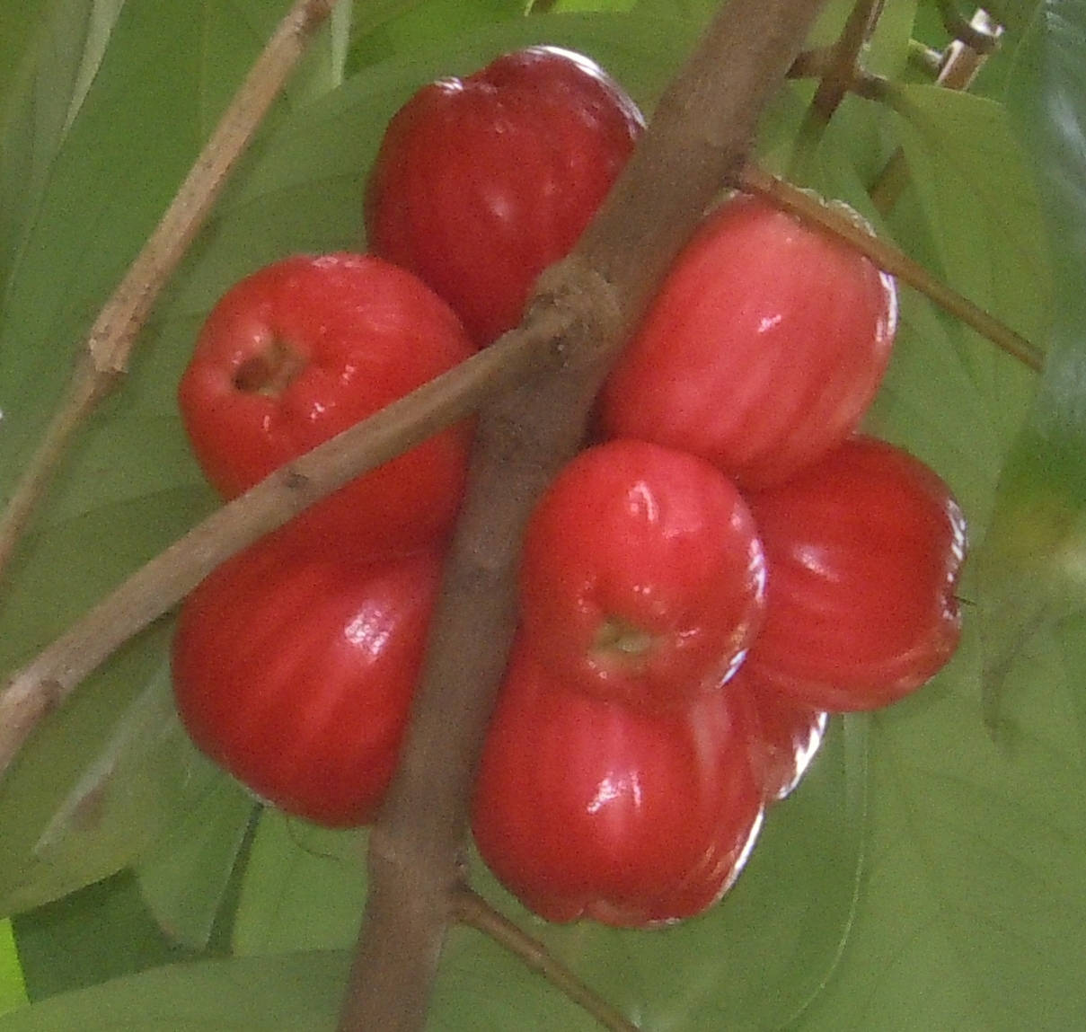 Frutasde Manzanas De Rosa Maduras Fondo de pantalla