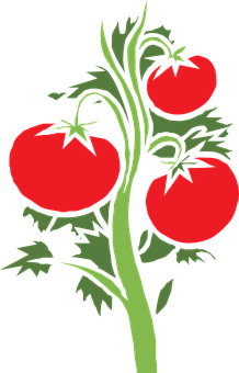 Ripe Tomatoeson Vine PNG