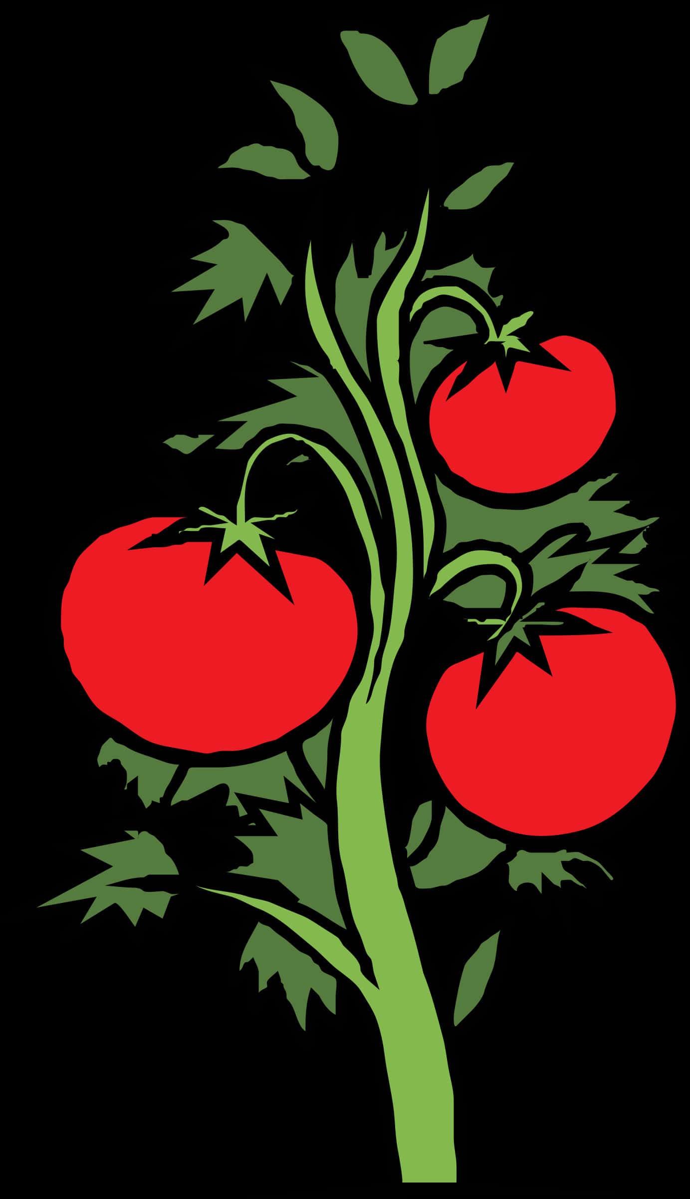 Download Ripe Tomatoeson Vine Illustration | Wallpapers.com