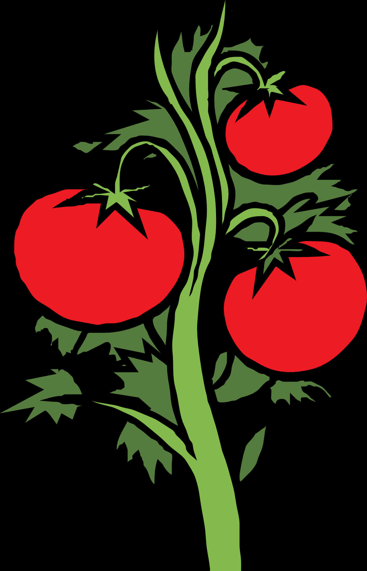 Ripe Tomatoeson Vine Illustration PNG