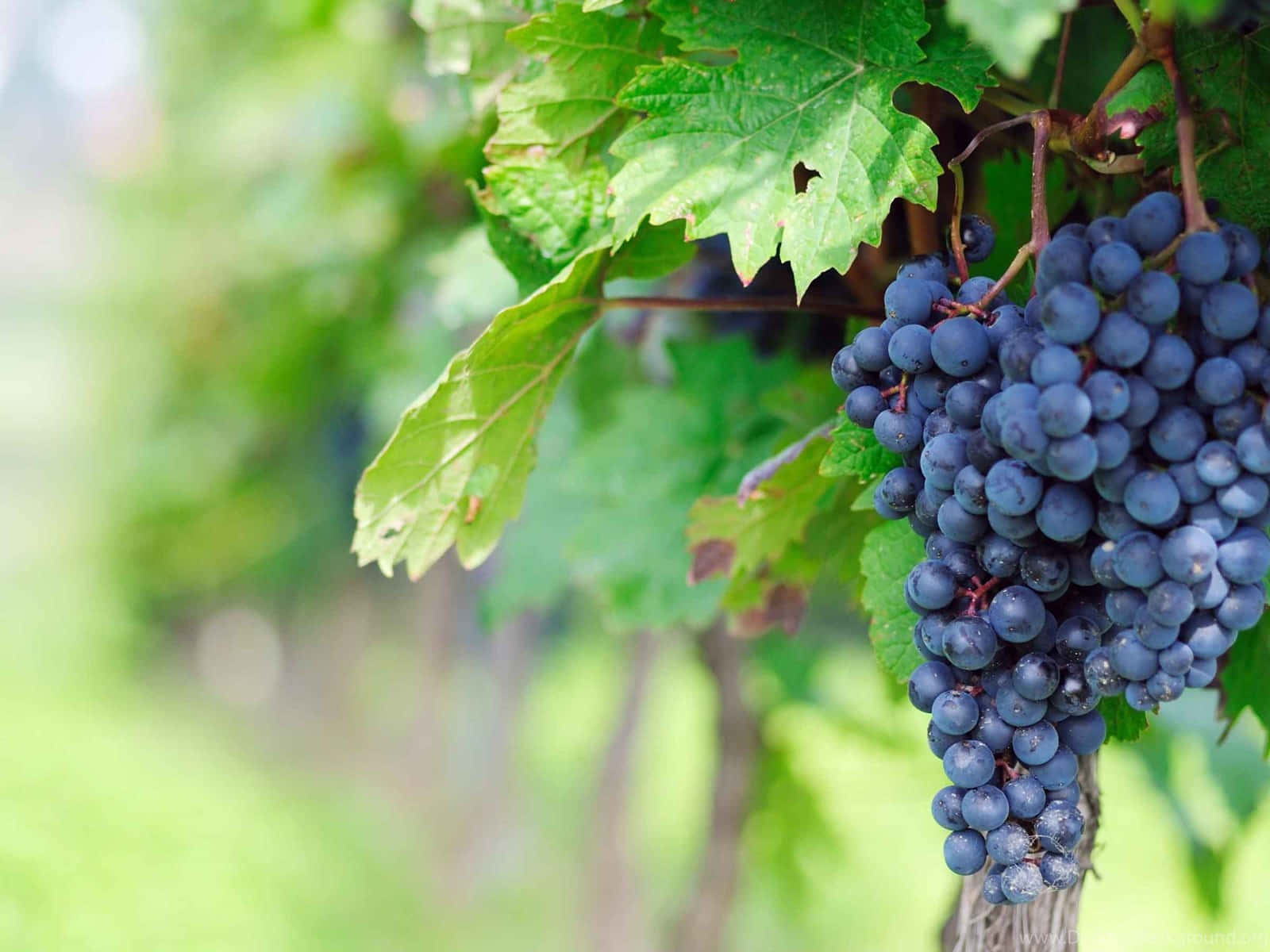 Raisins De Vignoble Mûrs Fond d'écran