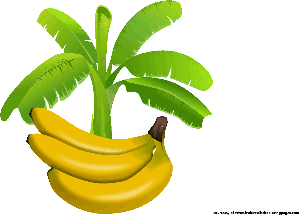 Ripe_ Bananas_ Under_ Banana_ Tree_ Illustration PNG